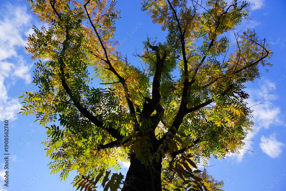 Obraz premium Autumn Tree Canopy Against Blue Sky