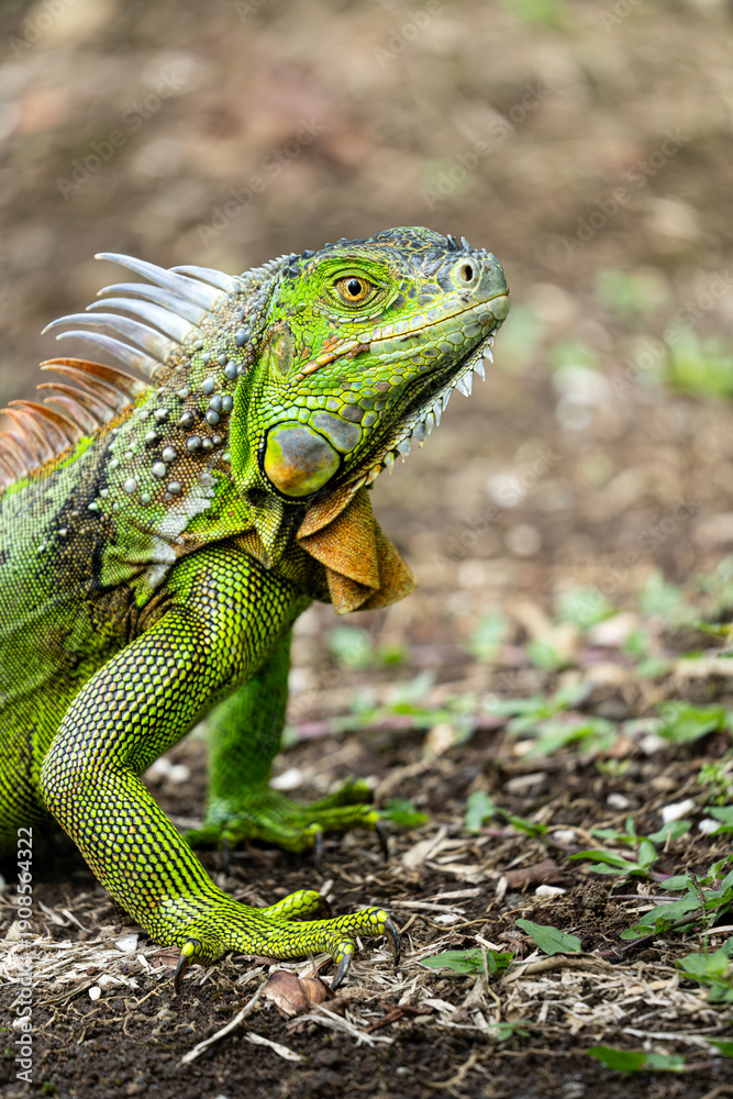 Fototapeta premium Nahaufnahme eines prächtigen Grünen Leguans (Iguana iguana) in der Natur