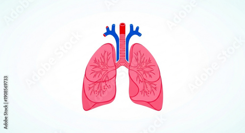 Human lungs with trachea and bronchi detailed anatomy illustration