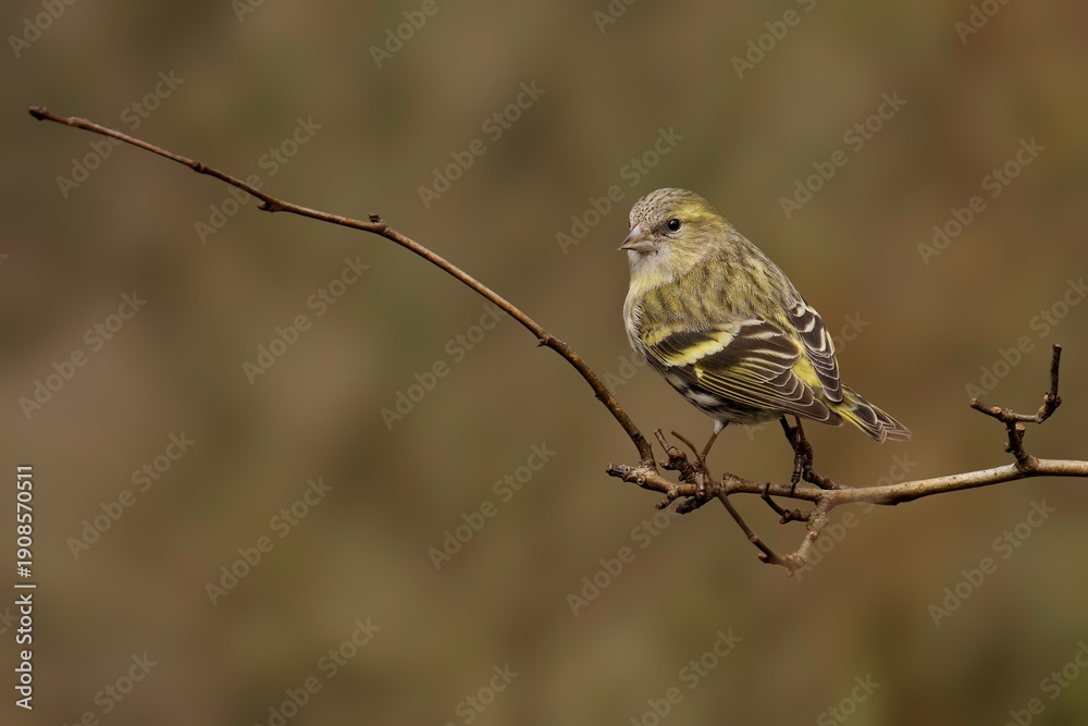 Fototapeta premium Female Eurasian Siskin perched on branch