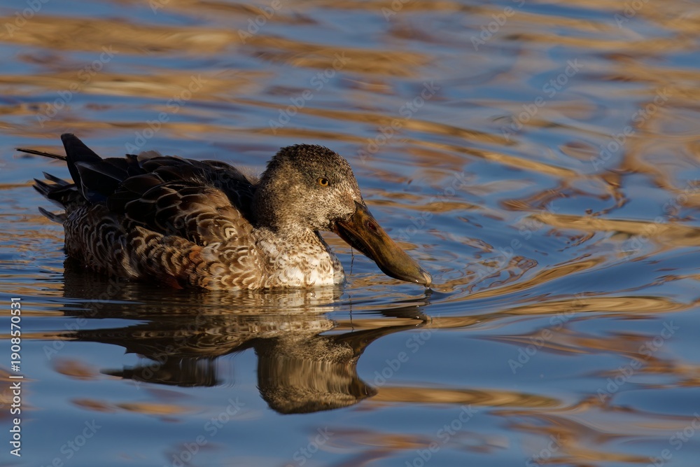 Fototapeta premium Female Northern Shoveler swimming on freshwater lake
