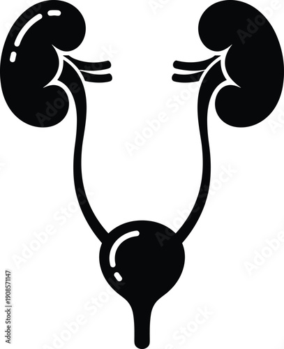 Simplified black and white vector diagram of human urinary system showing kidneys, ureters, bladder, urethra, medical anatomy educational design