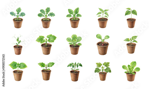 Watercolor vegetable seedlings in peat pots set
