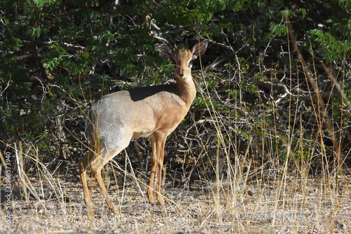 Damara Dikdik (Madoqua damarensis) im Erongo Gerbirge Namibia