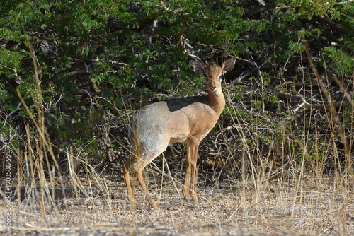 Damara Dikdik (Madoqua damarensis) im Erongo Gerbirge Namibia