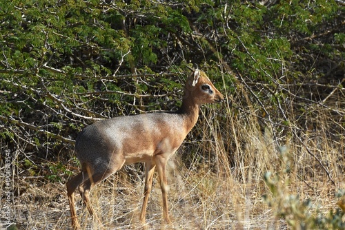 Damara Dikdik (Madoqua damarensis) im Erongo Gerbirge Namibia