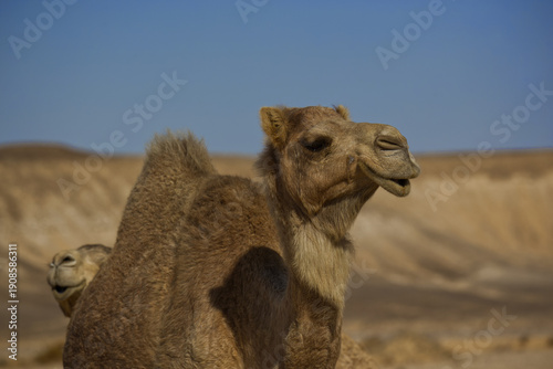 A closeup shot of a one-humped camel (dromedary) in the sand desert in Egypt