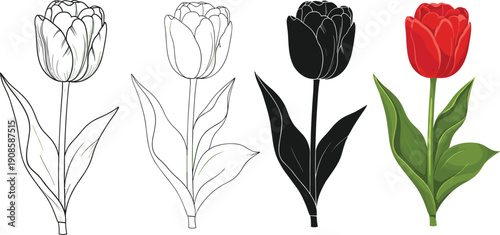 Red tulip flower collection featuring hand drawn sketch, black silhouette, simple line art, and colorful realistic botanical illustration, isolated on white,