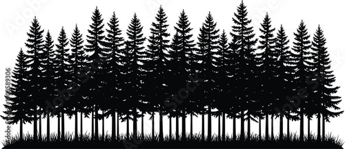 Dense pine forest silhouette landscape with tall evergreen trees on white background for nature design
