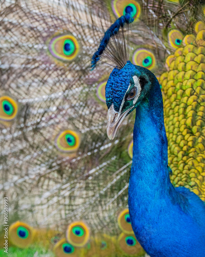 close up of peacock