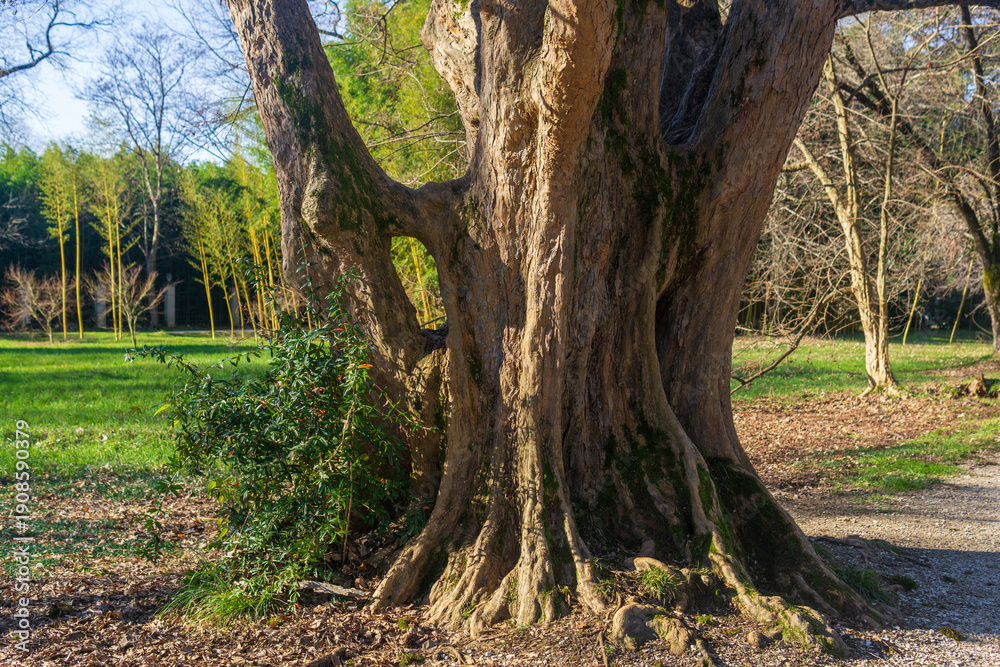 Obraz premium Old big tree in the park. The concept of nature and environment