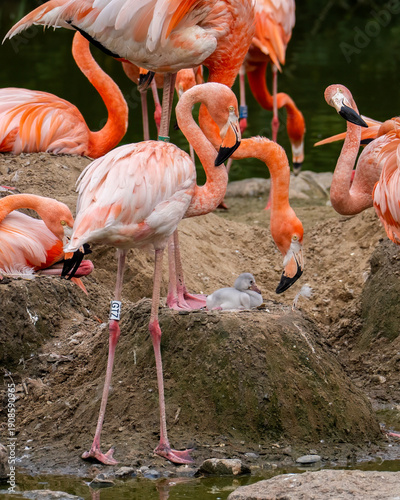 Pink Flamingo and chick