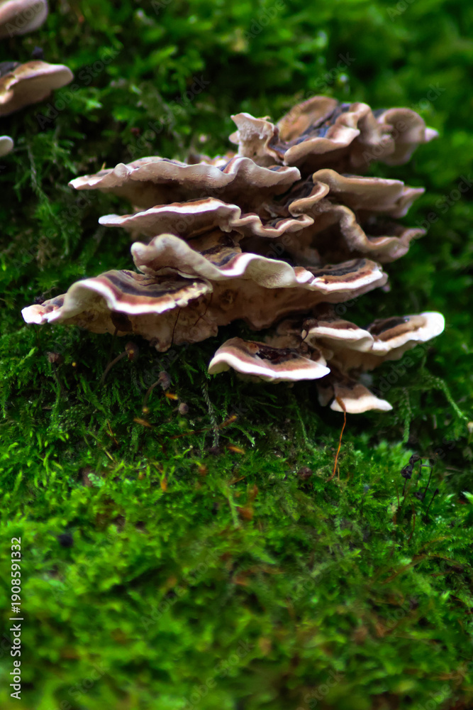 Fototapeta premium mushrooms in the forest