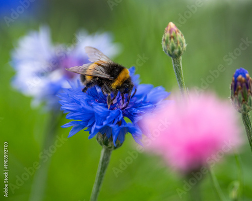 bee on a flower