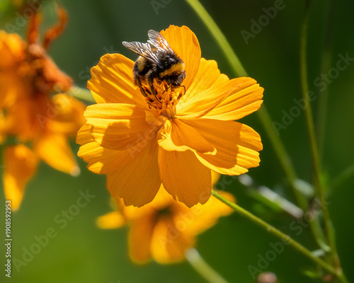bee on yellow flower
