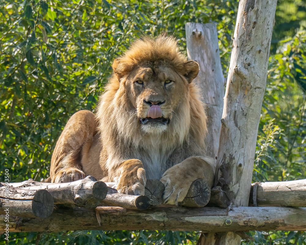 Obraz premium male lion in the zoo