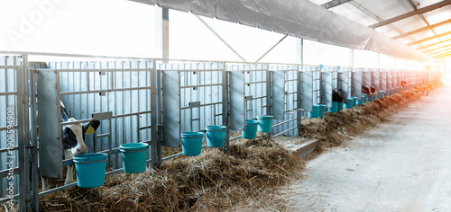 Quadro em tela Modern dairy farm barn with calves in individual stalls for calf