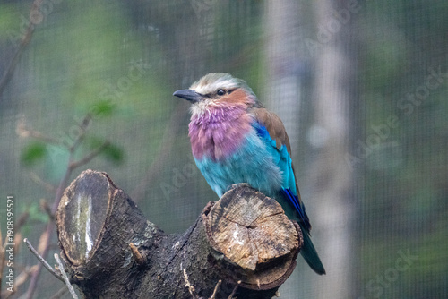 lilac breasted roller