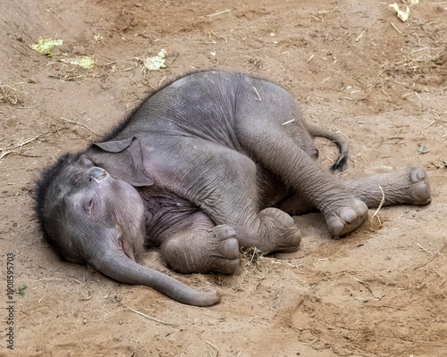 baby elephant sleeping