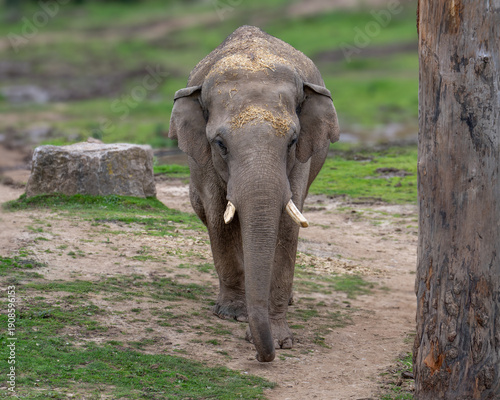 Asian Bull Elephant