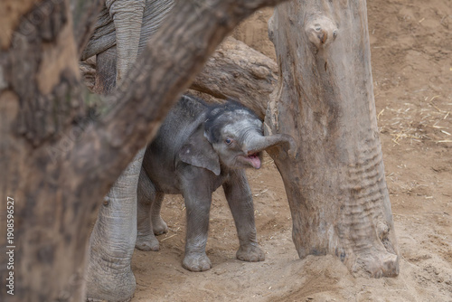 Baby Elephant