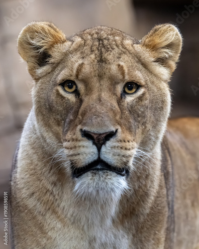 portrait of a lioness