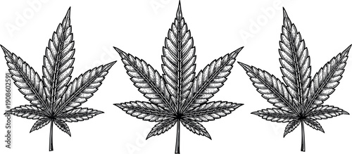 Cannabis leaf illustration set, detailed marijuana plant line art, hemp botanical vector silhouettes isolated on white background, vintage engraving style