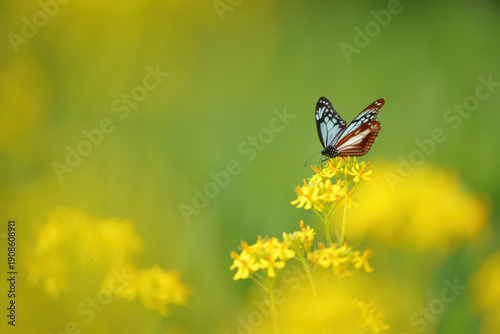 Brown and White Butterfly Resting on Yellow Flowers in a Sunny Green Meadow Showcasing the Natural Beauty and Harmony of Wildlife in its Environment