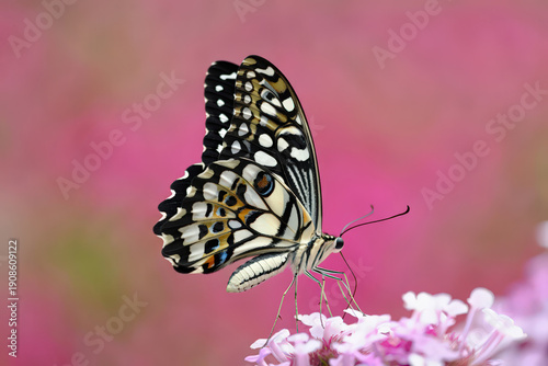 An Exquisite Butterfly Resting on Delicate Pink Flowers, Displaying Intricate Wing Patterns and the Subtle Harmony of Colors in a Natural Setting