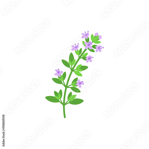 Flat Vector Illustration of Thyme Sprig with Purple Flowers on White Background