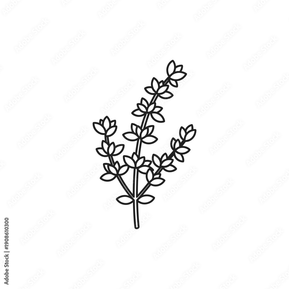 Fototapeta premium Minimal Flat Line Art Thyme Branch Vector Icon on White Background