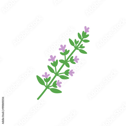 Flat Vector Illustration of Thyme Sprig with Small Flowers