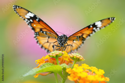 An Orange Monarch Butterfly with Black and White Markings Sipping Nectar from a Cluster of Yellow Lantana Flowers, Capturing the Essence of Pollination