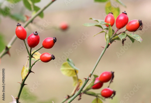 Berries ripen on the branch of a dog rose bush