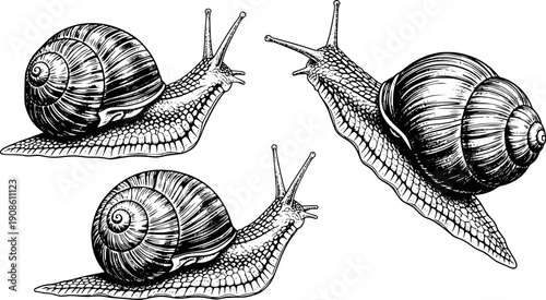 Detailed illustrations of three snails with spiral shells in black and white
