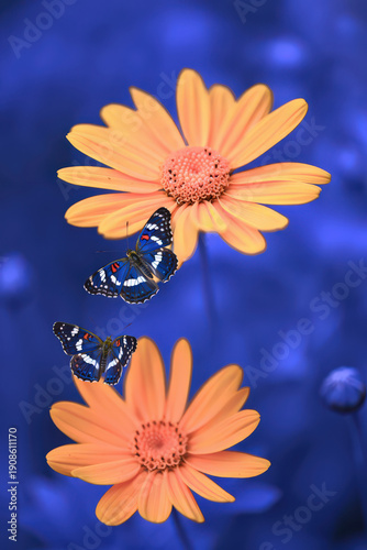 Blue Butterflies on Orange Flowers A Stunning Contrast of Colors in a Natural Setting Captivating Beauty of Nature's Palette with a Dreamy Blue Background