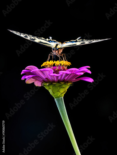 An Exquisite Swallowtail Butterfly Feeding on a Vibrant Purple Zinnia Flower Against a Striking Black Background, Showcasing the Beauty of Nature's Contrast