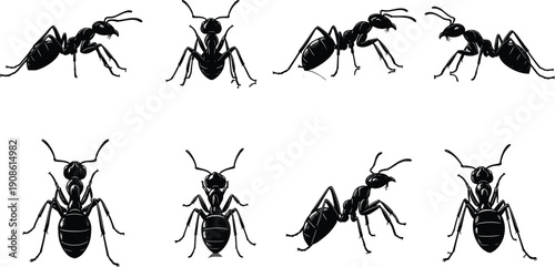 Black ant vector icons set, realistic insect illustrations from top and side view, pests for biology education and nature graphics,