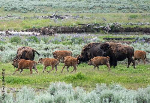 Buffalo herd grazes in the field 