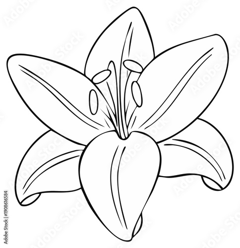Lily flower line drawing illustration showing reproductive organs, petals, and stem.