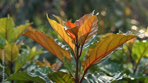 Golden Autumn Leaves in Sunlight