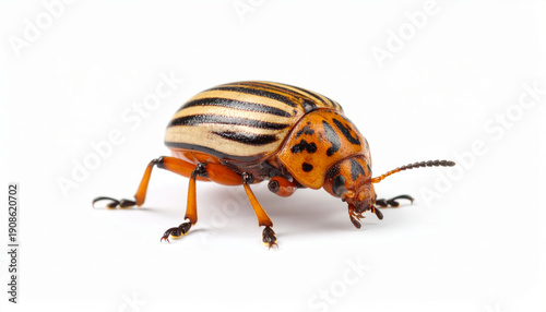 Bug on White Background, Small Insect Cut Out No Shadow