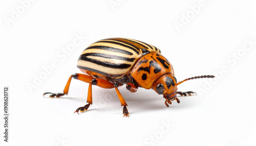 Bug on White Background, Small Insect Cut Out No Shadow