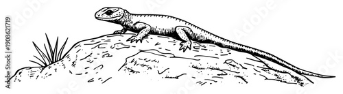 hand drawn lizard on rock sketch illustration