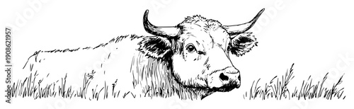hand drawn cow head in grass sketch illustration