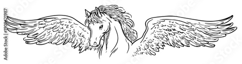 hand drawn pegasus head with wings sketch illustration