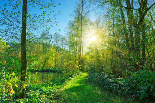 Summer forest with bright sun shining through the trees.
