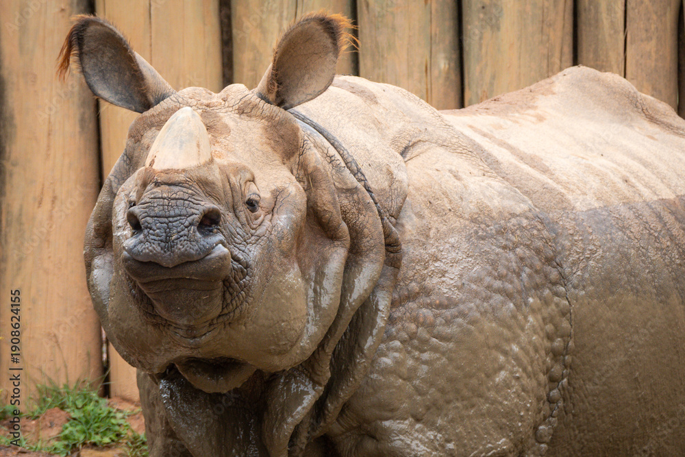 Obraz premium Indian Rhinoceros