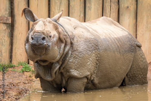 Indian Rhinoceros
