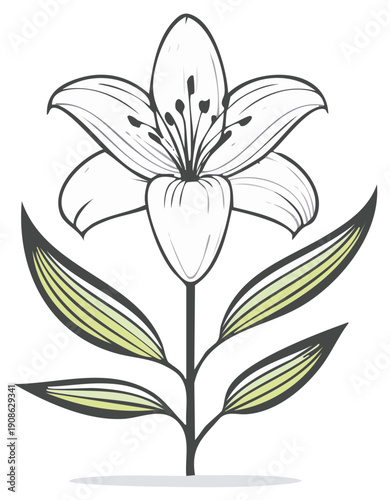 Elegant Floral Illustration of a White Lily with Stem and Leaves Artistic Design